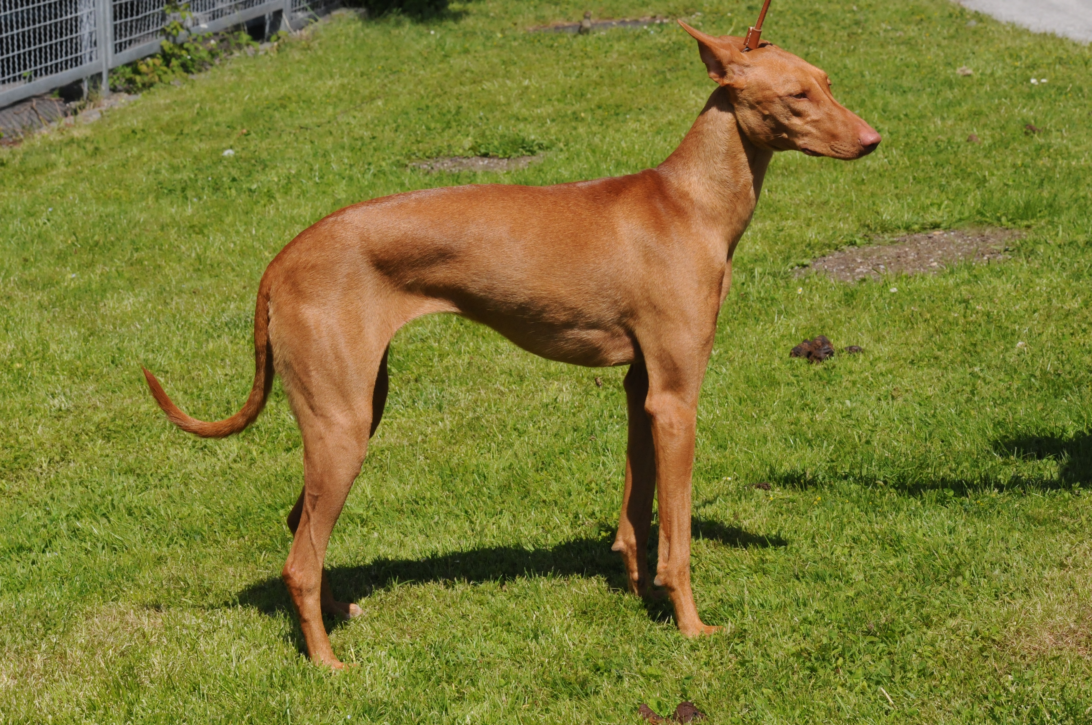 Canarian cheap hunting dog